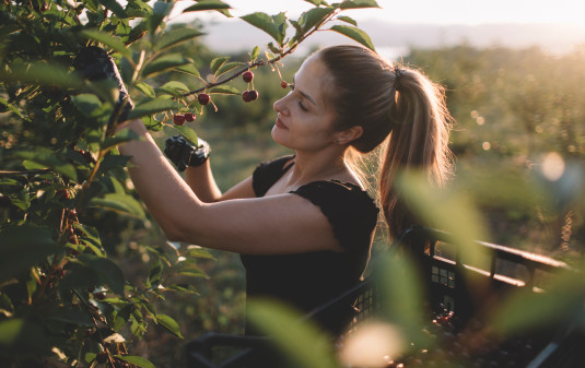 Fruit picking v2