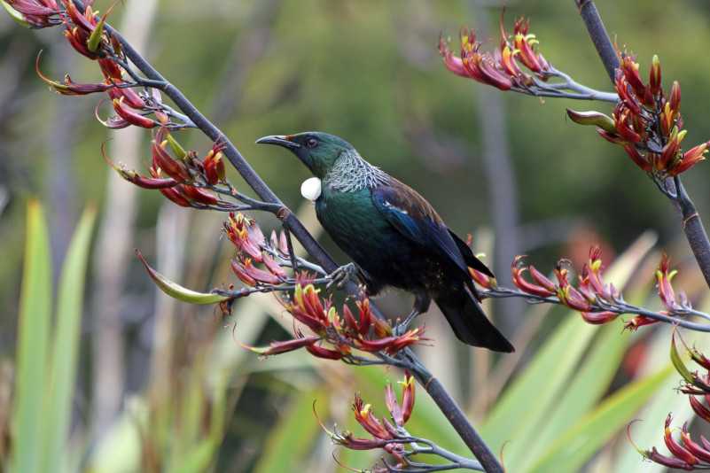 A tui sitting on a flower stem of a harakeke flax bush